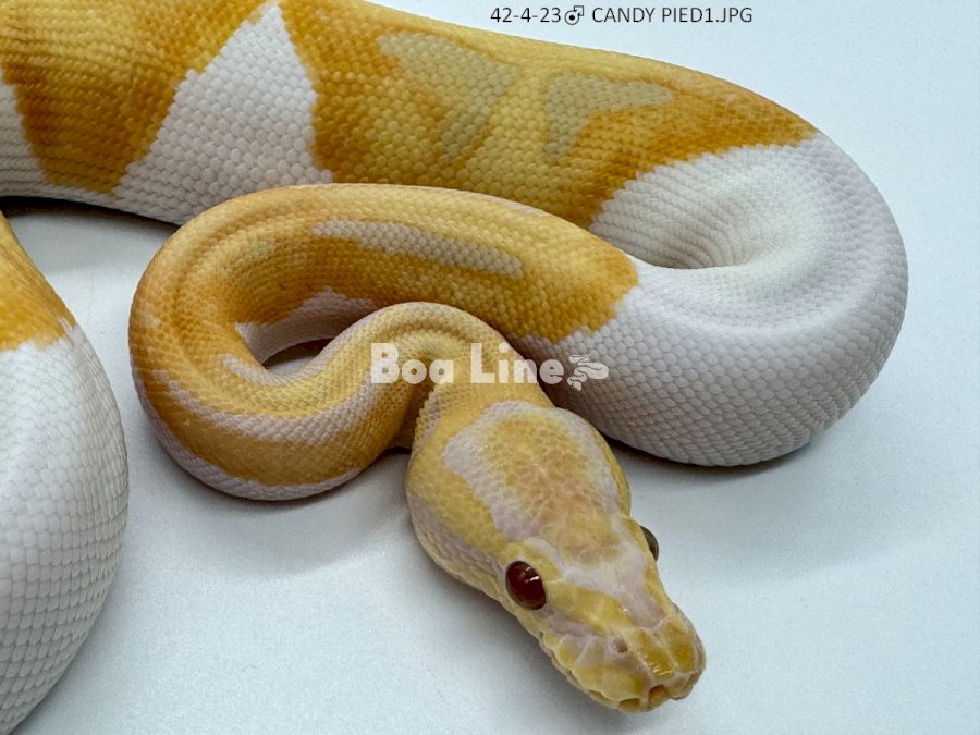 CANDY PIED